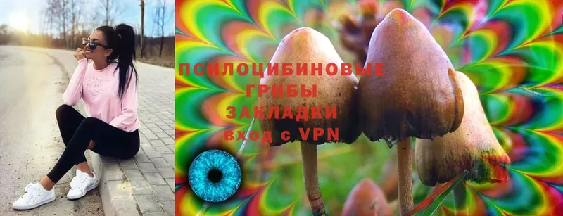 наркотики  Великие Луки  Псилоцибиновые грибы Psilocybe 